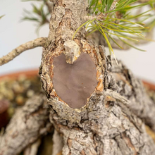 Load image into Gallery viewer, Conifer Bonsai Cut Putty 160g Jar - Aven's Serenity Garden