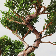 Load image into Gallery viewer, Aluminum Bonsai Training Wire Set | 1mm-4mm 7 Rolls| 100g Each - Aven's Serenity Garden